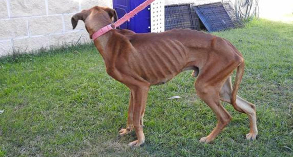 Hugo’s ribs were clearly visible beneath his skin when he was abandoned. Source: RSPCA NSW