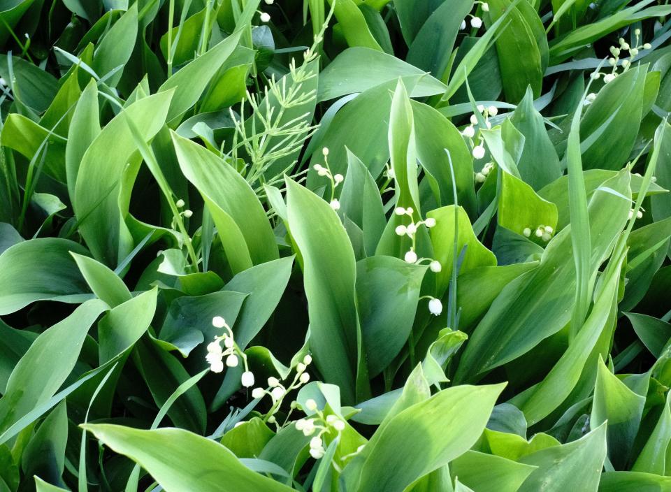 Once you have lily of the valley, it's very hard to control, says a DNR expert.