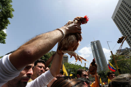 Opposition supporters carry chickens as they take part in a protest outside the offices of the Venezuela's ombudsman in Caracas, Venezuela April 3, 2017. REUTERS/Carlos Garcia Rawlins