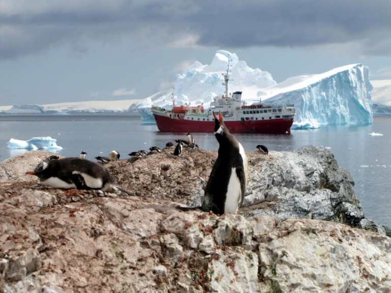 The study by the British Antarctic Survey found that record-low sea ice levels in 2023 contributed to the second-worst year for emperor penguin chick mortality since observations began in 2018 (SARAH DAWALIBI)