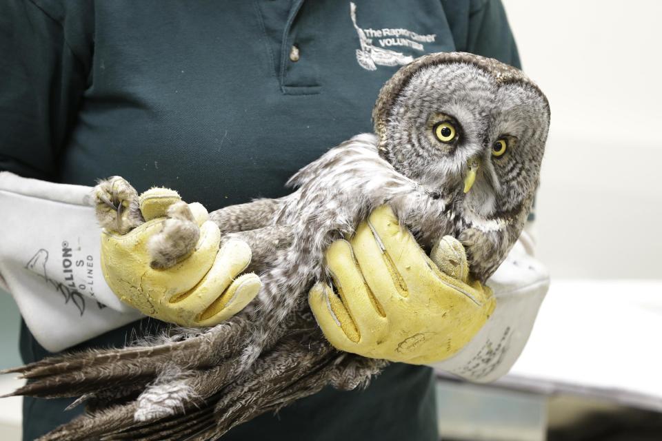 A great gray owl is carried into a exam room for a check of its condition Wednesday, March 13, 2013, at the Raptor Center on the St. Paul campus of the University of Minnesota. The center listed about 30 owls as patients this week. It has been a tough winter for owls in some parts of North America. Some have headed south in search of food instead of staying in their northern territories. (AP Photo/Jim Mone)