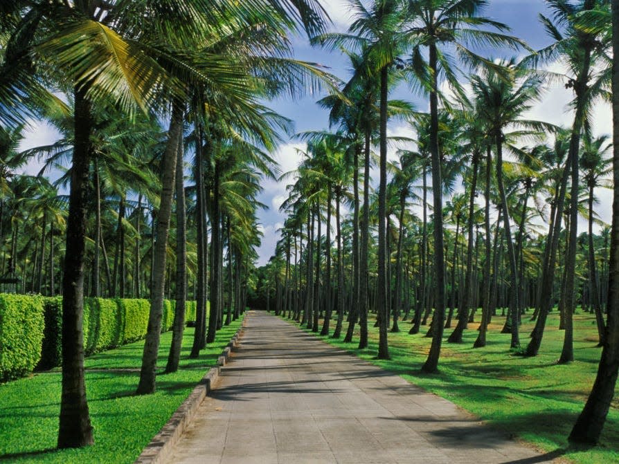 Palm trees line a road on Mustique Island.
