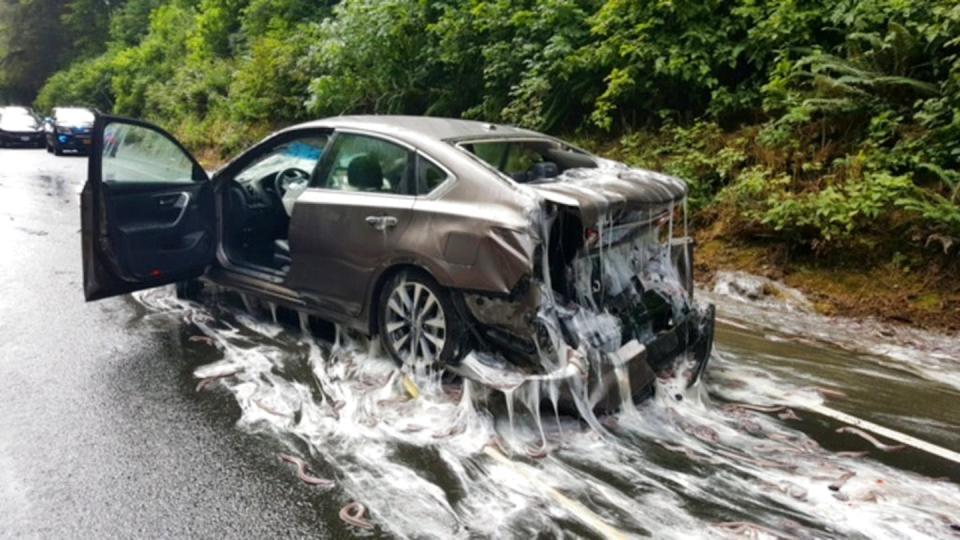 Slime slid into mainstream attention in 2017 when a truck on an Oregon highway overturned and 7,500 pounds (3,402 kilograms) of eel-like hagfish spilled out, slathering nearby vehicles with the slime they produce. <a href="https://newsroom.ap.org/detail/EelsSlimeCars/2eb599780fa64bb7af502429527ebc34" rel="nofollow noopener" target="_blank" data-ylk="slk:AP Photo/Oregon Police;elm:context_link;itc:0;sec:content-canvas" class="link ">AP Photo/Oregon Police</a>