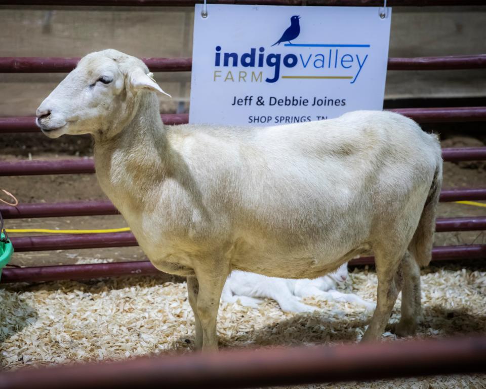 A goat is photographed on the first day of the combined Wilson County Fair and Tennessee State Fair in Lebanon Thursday, August 12, 2021.