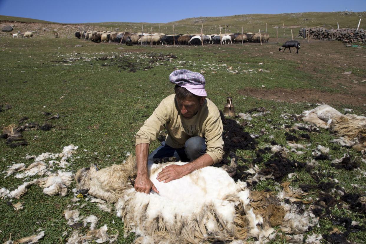 Artvin, Turkey - July 26, 2015 : The process of sheep shearing in the summer of Hopa’s valleys in the Eastern Black Sea region.