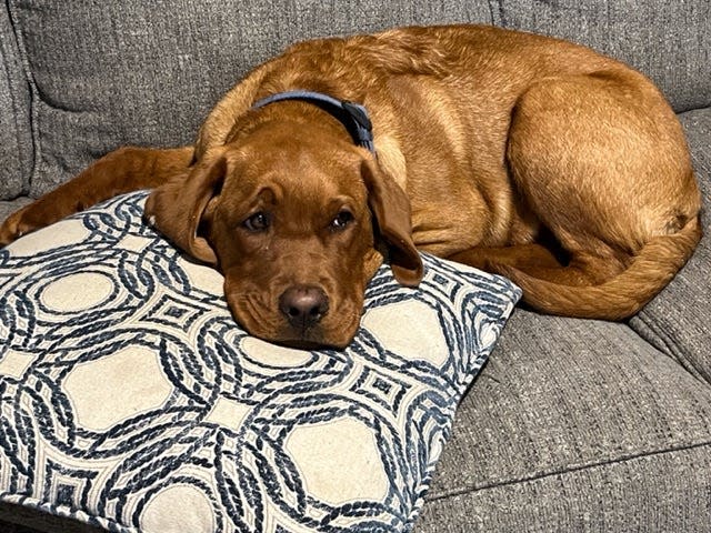 Rusty the Red Lab rests in the Woods of Westminster pro shop.