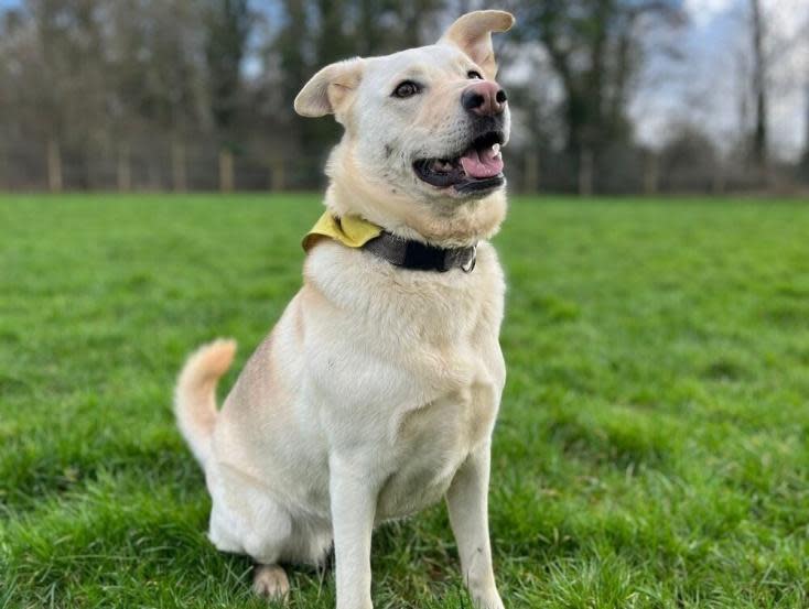 Eastern Daily Press: She is a Husky-Labrador cross