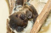 <p>Bereits Ende Dezember gab es Nachwuchs bei den Faultieren im Tiergarten Schönbrunn. Das Faultier-Baby war bisher fotoscheu, nun absolvierte es meisterhaft seinen ersten Pressetermin in Wien. (Bild: ddp Images/Daniel Zupanc) </p>