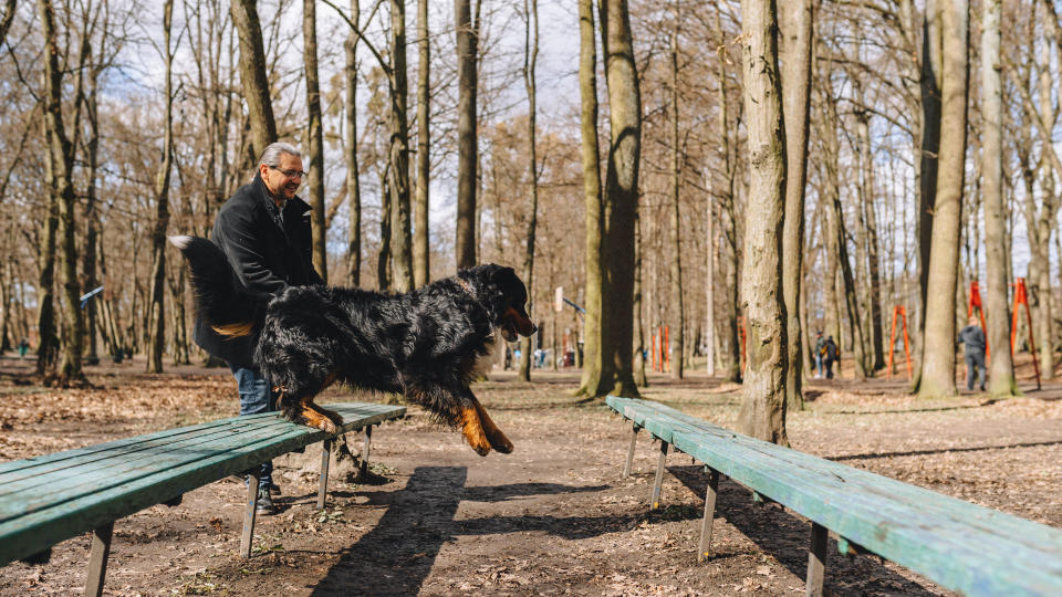 Dog doing parkour