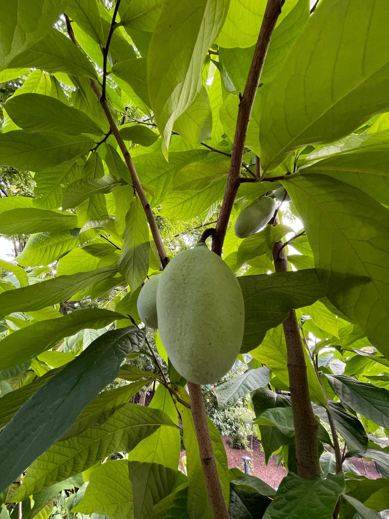 Pawpaw tree