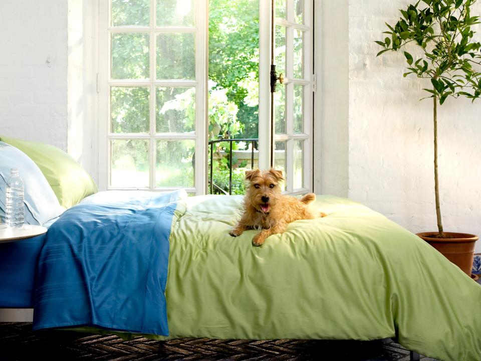 Dog sitting on green and blue bed