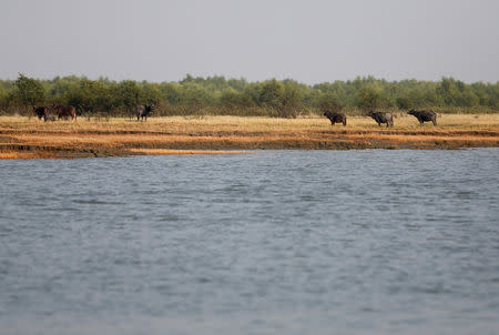 FILE PHOTO: Buffalos are seen in the Bhasan Char island in the Bay of Bengal, Bangladesh, February 2, 2017. Picture taken February 2, 2017. REUTERS/Mohammad Ponir Hossain/File Photo