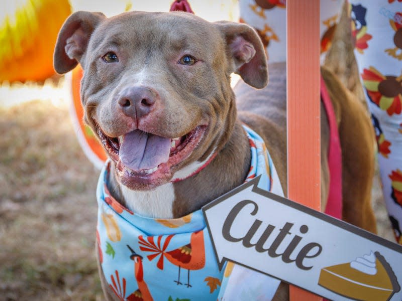 Chelsea’s adoption fee would be $55, which includes her spay surgery, vaccines, microchip + registration & 6-months-supply of heartworm prevention.