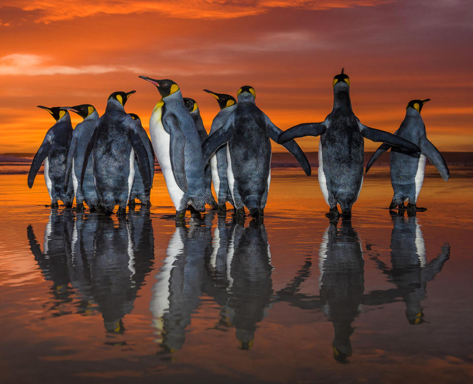 Breathtaking shots of king penguins marching in golden sunrise