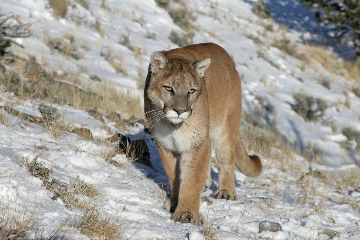 Mountain Lion in Rocky Mountains