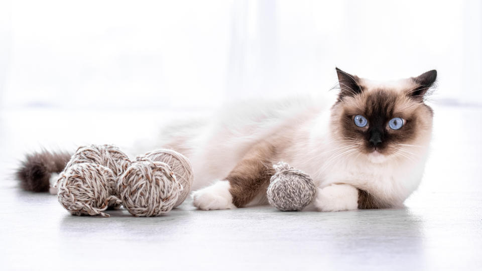 Ragdoll cat with balls of wool