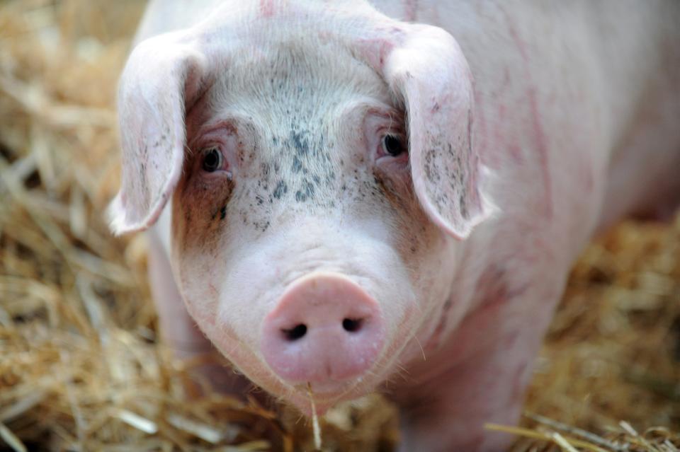 A pig lies in hay during a demonstration by farmers in Saint-Brieuc on July 2, 2015. French farmers protested against the low purchase prices for their produce. AFP PHOTO/FRED TANNEAU        (Photo credit should read FRED TANNEAU/AFP/Getty Images)