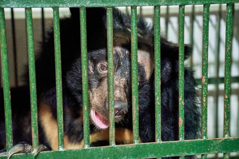 <p>World Animal Protection / One Touch Connections </p> Na the Asian black bear in a cage before her move to a sanctuary in Vietnam 
