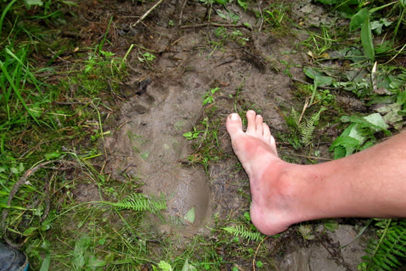 yeti footprint in siberia