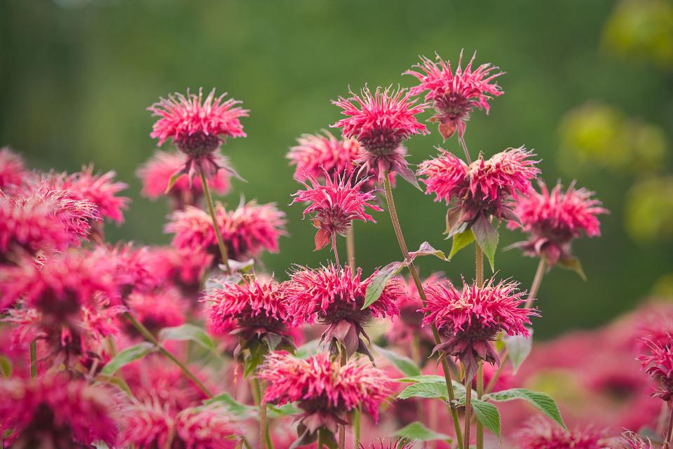 Bee balm.