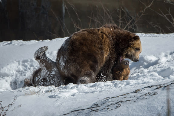 In the wild, these bears hibernate in winter. They'll often set up a den — perhaps along a sheltered slope, under a large rock or between the roots of a large tree — and return to it each year. Female grizzlies typically give birth to two cubs