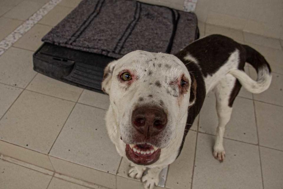 Pirata es uno de los más de 200 perros y gatos que viven y se rehabilitan en las instalaciones de la Brigada de Vigilancia Animal de la CDMX. (Foto: Sharenii Guzmán | @shareniiguzman | Animal Político - Animal MX) 