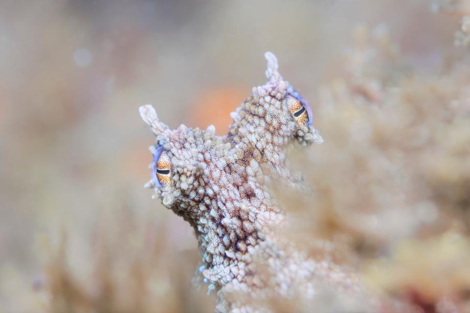 A curious octopus looks out from its hiding place. 