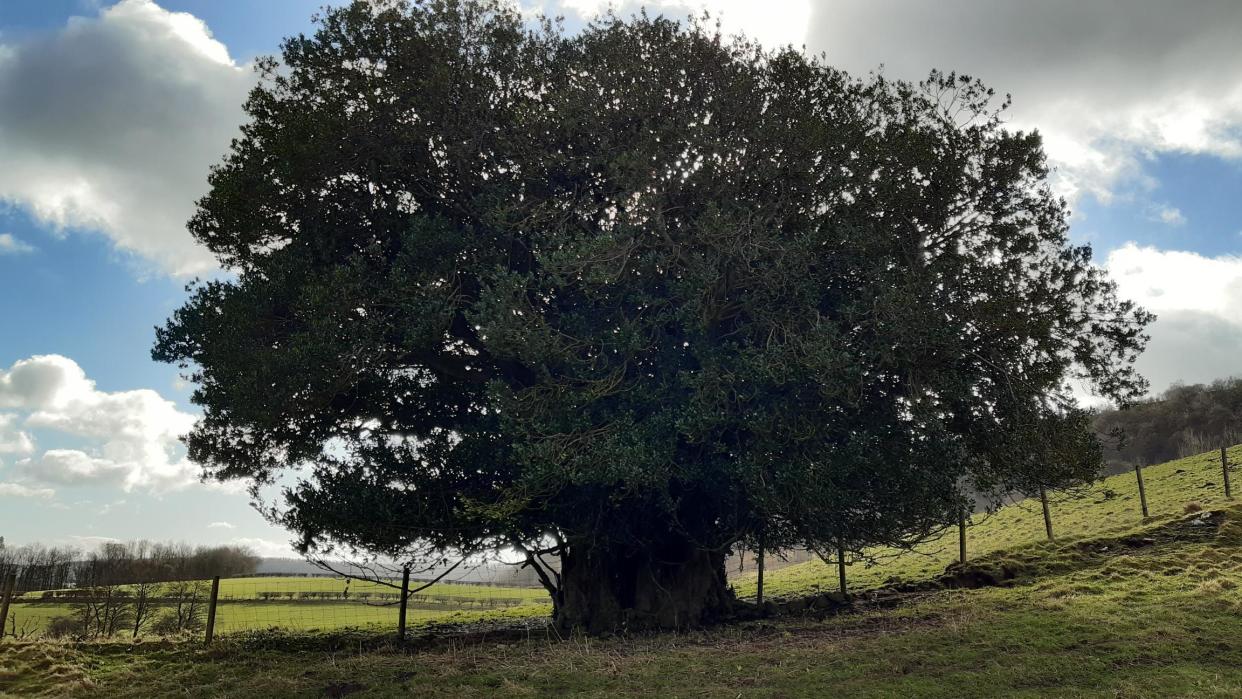 Holly on The Hill North Yorkshire (Dan Gregson/Woodland Trust/PA)