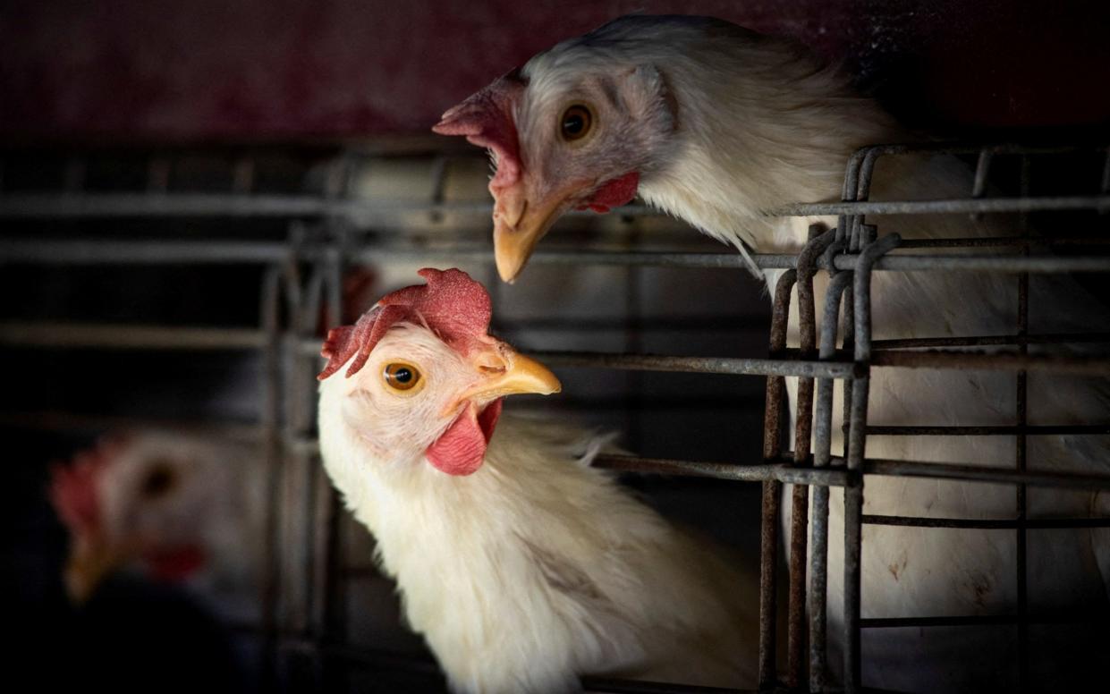 Chickens sit in cages at a farm - Mariana Nedelcu/REUTERS