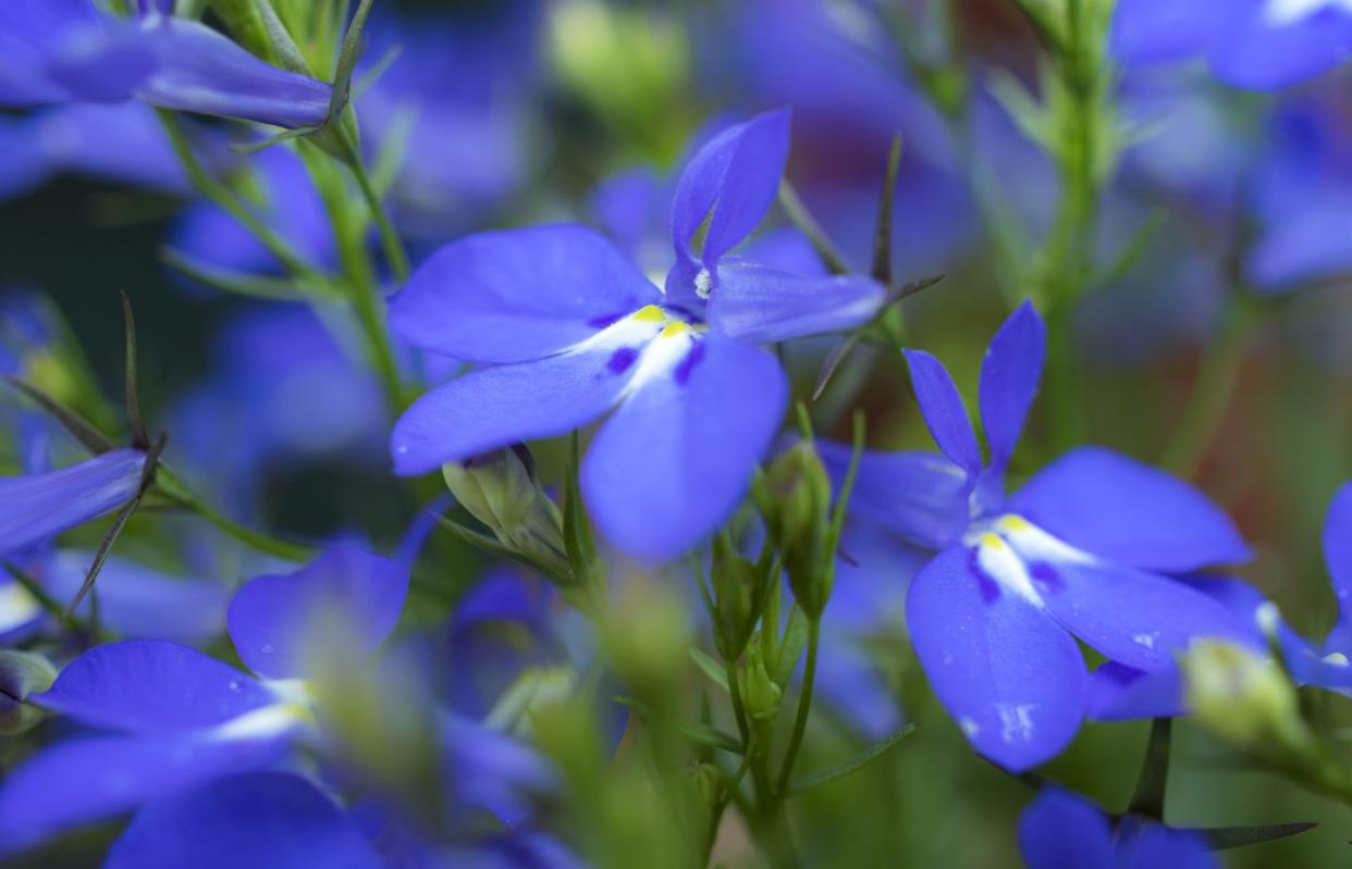 blue lobelia