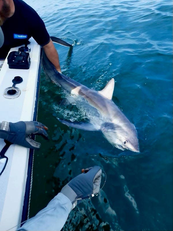 Greg Vespe of Tiverton brings a thresher shark, caught with a bluefish fillet, to the boat.