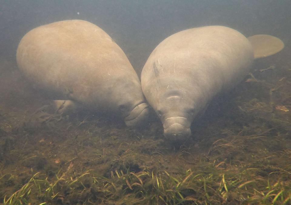 PHOTO: Two manatees swims among seagrass in the Homosassa River on Oct. 5, 2021, in Homosassa, Fla. (Joe Raedle/Getty Images)