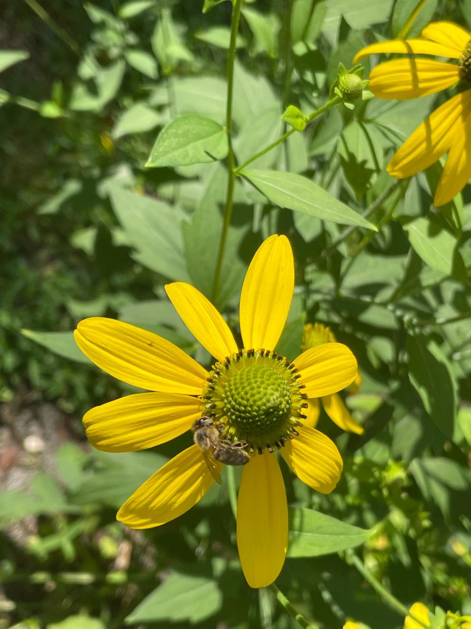 A bee sits on a starry rosinweed flower.