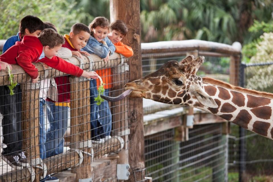 Zoo via Getty Images/kali9