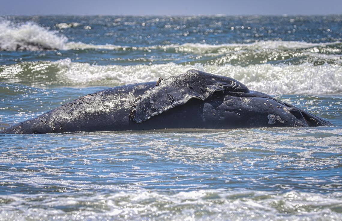 The body of a humpback whale rests in the surf off Montecito Beach near Cayucos after it washed ashore on Saturday, July 9, 2022.