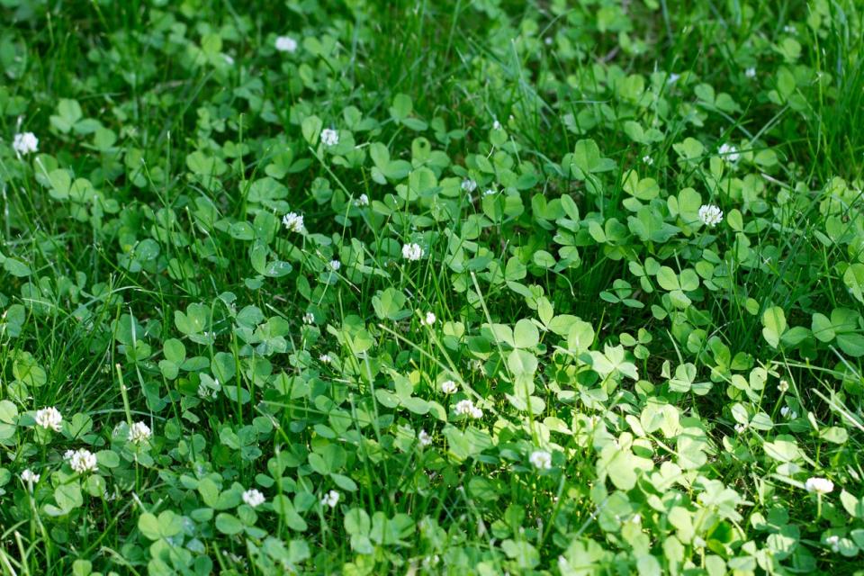 Green clover growing outside with small, white blooms. 