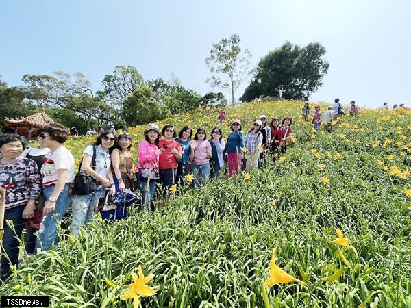 參山國家風景區管理處宣布金針花季將進入盛開期，邀請全國遊客來虎山巖賞花共度溫馨母親節。（記者方一成攝）