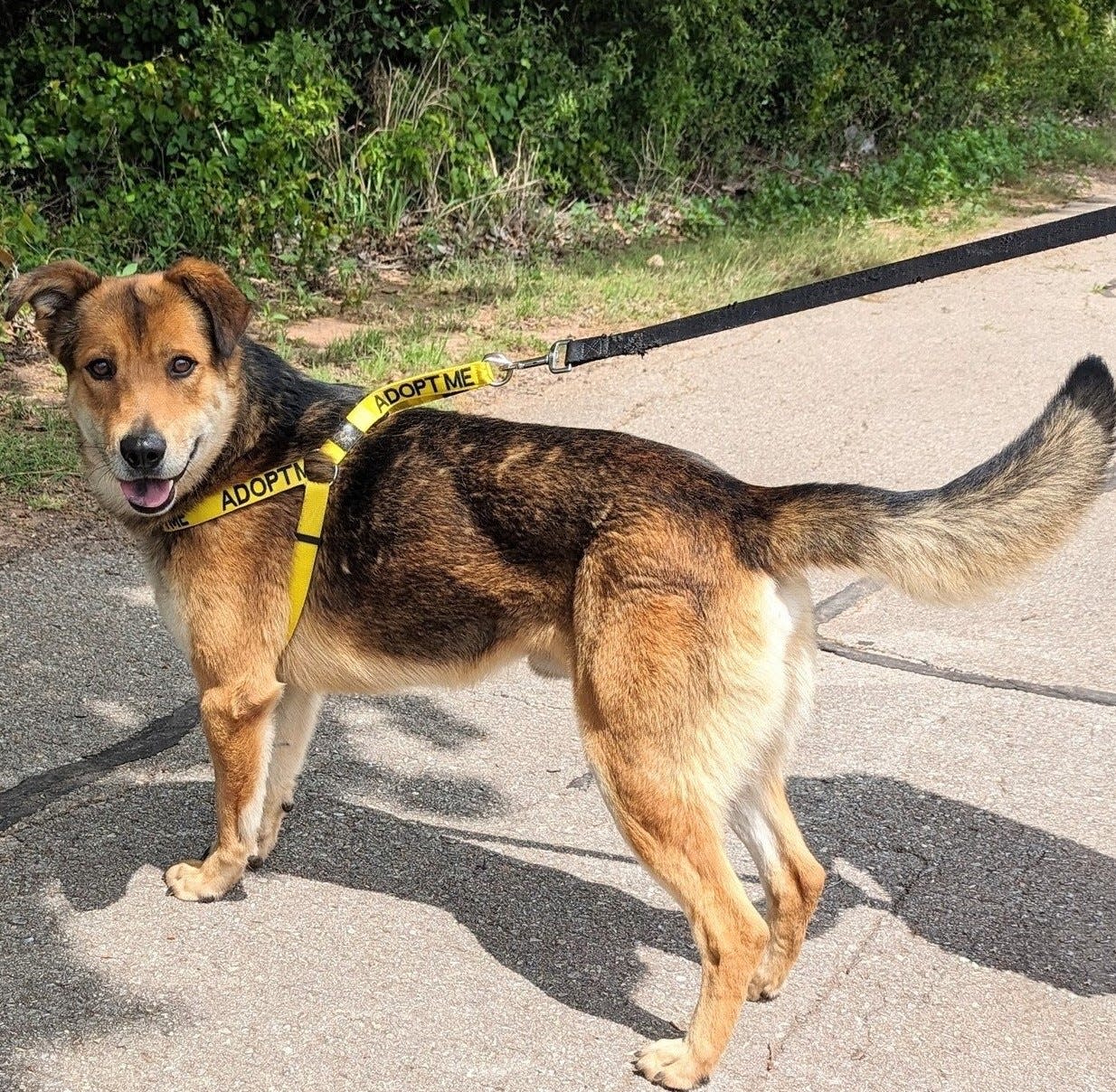 Riley, ID #427933, came into the shelter as a stray on March 21. He's always ready for a walk or a game of Frisbee. Riley is a sweet and cuddly 3-year-old, 65-pound shepherd mix. When you call his name, he will trot right over to give you kisses and nuzzles. Adoption fees are waived for all dogs, no matter their size. To meet Riley, go to the Oklahoma City Animal Shelter at 2811 SE 29 between noon and 5 p.m. Tuesday through Saturday. Go online to www.okc.gov or www.okc.petfinder.com to see all the cats and dogs available for adoption.