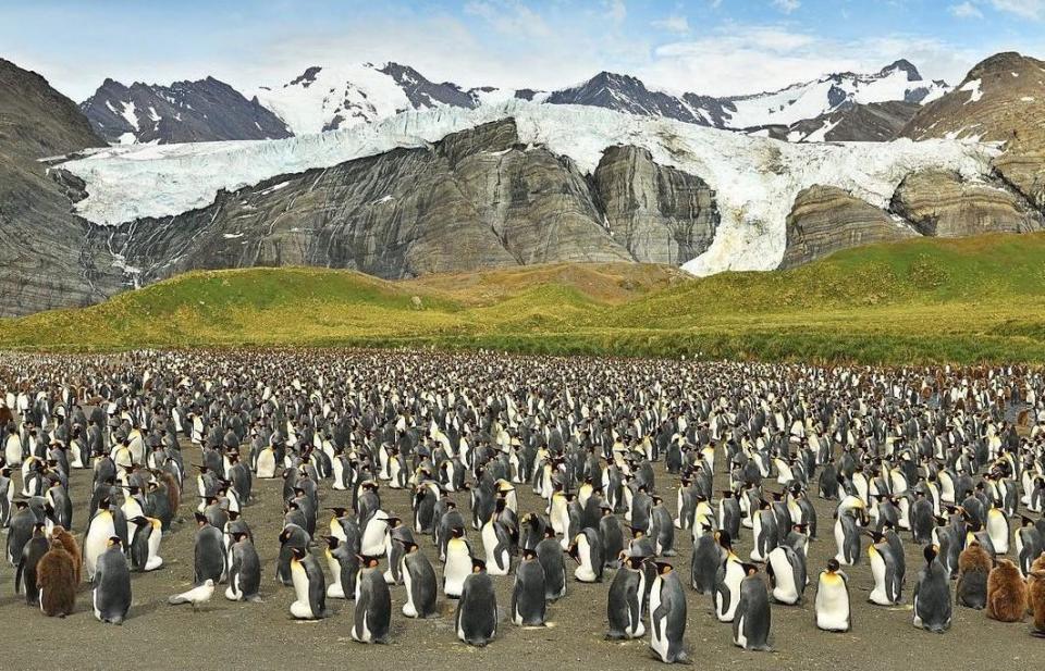 12萬隻企鵝的場面相當壯觀。（翻攝Yves Adams IG）