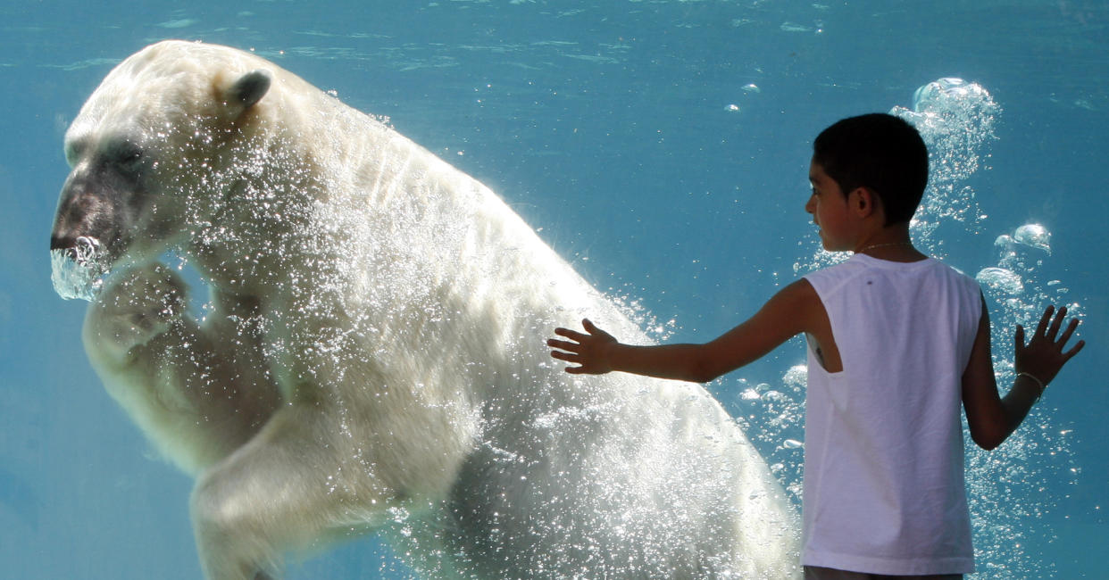 An eight-year-old human watches a six-year-old male polar bear at the Lincoln Park Zoo in Chicago, Illinois on August 2, 2006. REUTERS/John Gress (UNITED STATES)