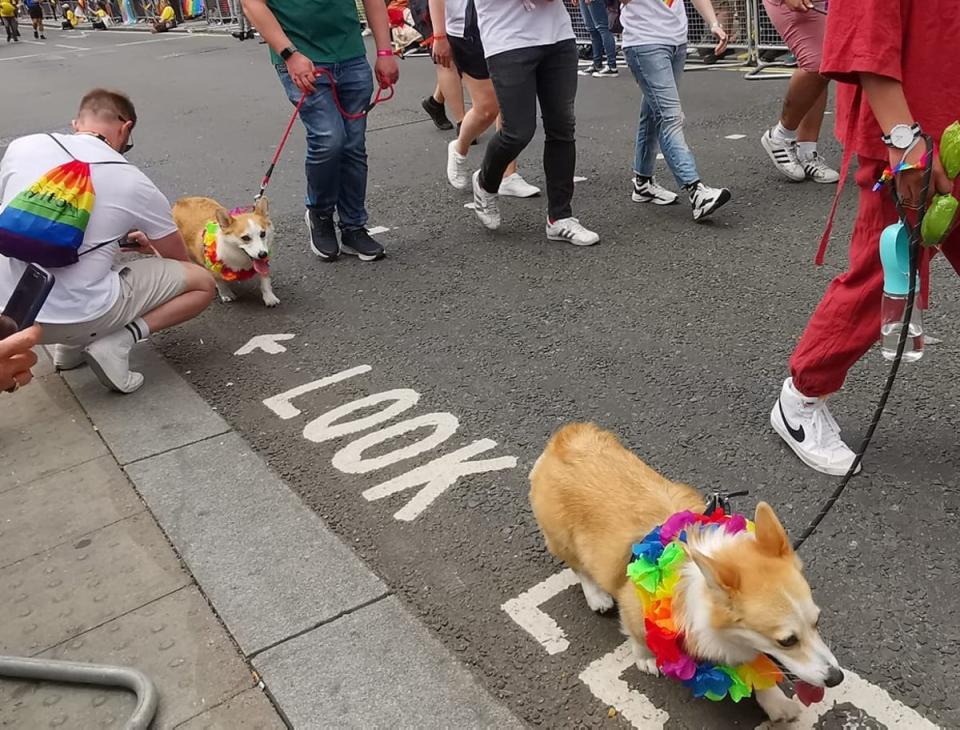 Some corgis were sporting rainbow leis (Michael T. Chan/PA)