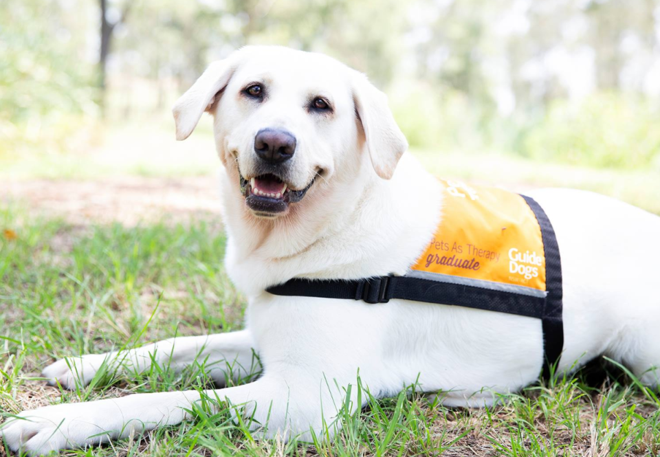 Photo of a pooch trained to be a therapy dog by Guide Dogs Australia.