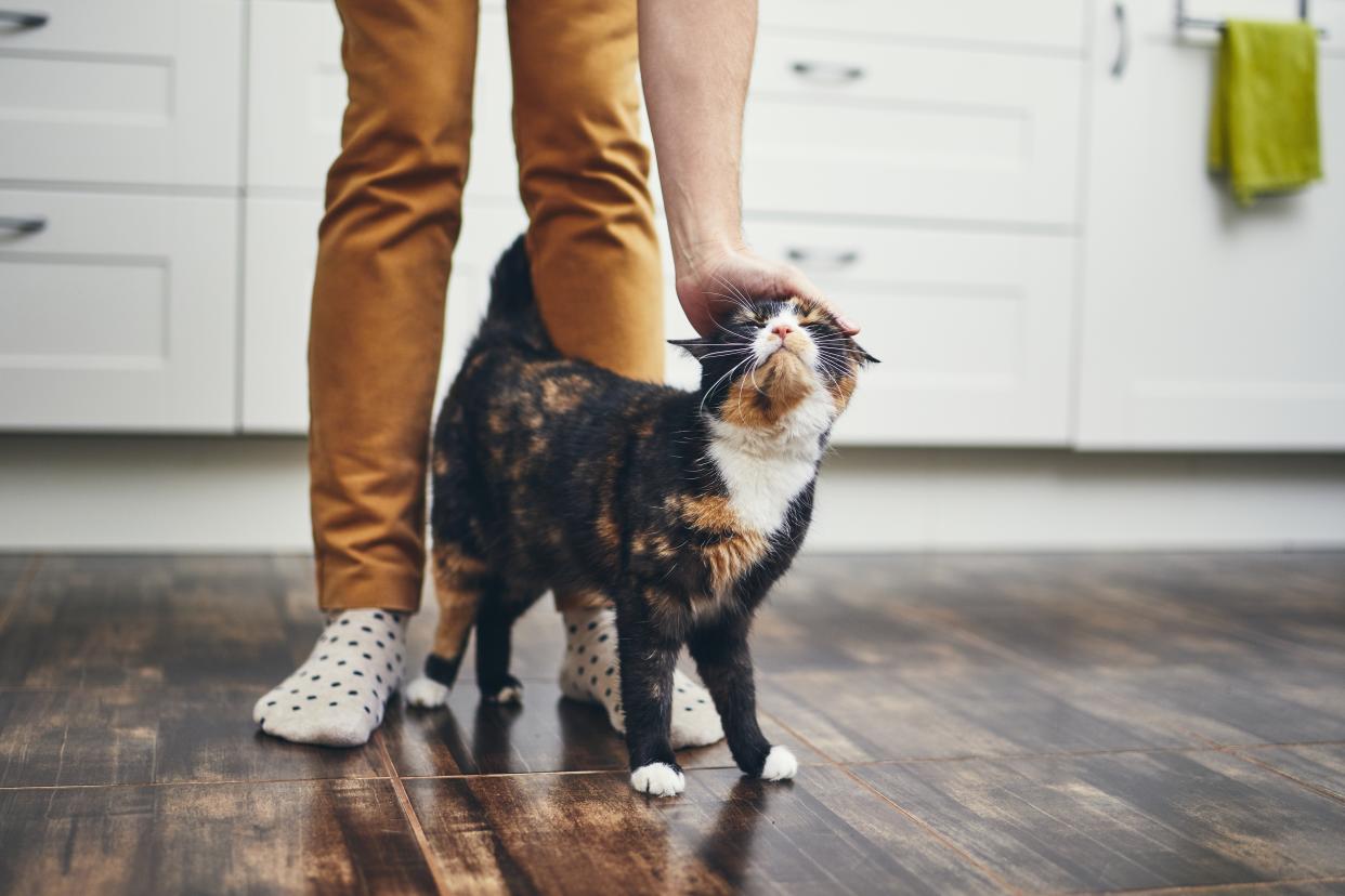 Living with a cat. (Photo: Getty)