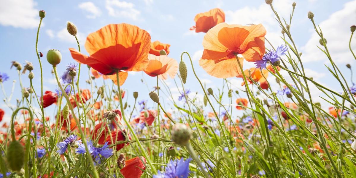 345 Paper Flower Bouquet Stock Photos, High-Res Pictures, and Images -  Getty Images