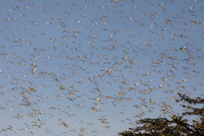 A swarm of desert locusts flies over a ranch near the town on Nanyuki in Laikipia county