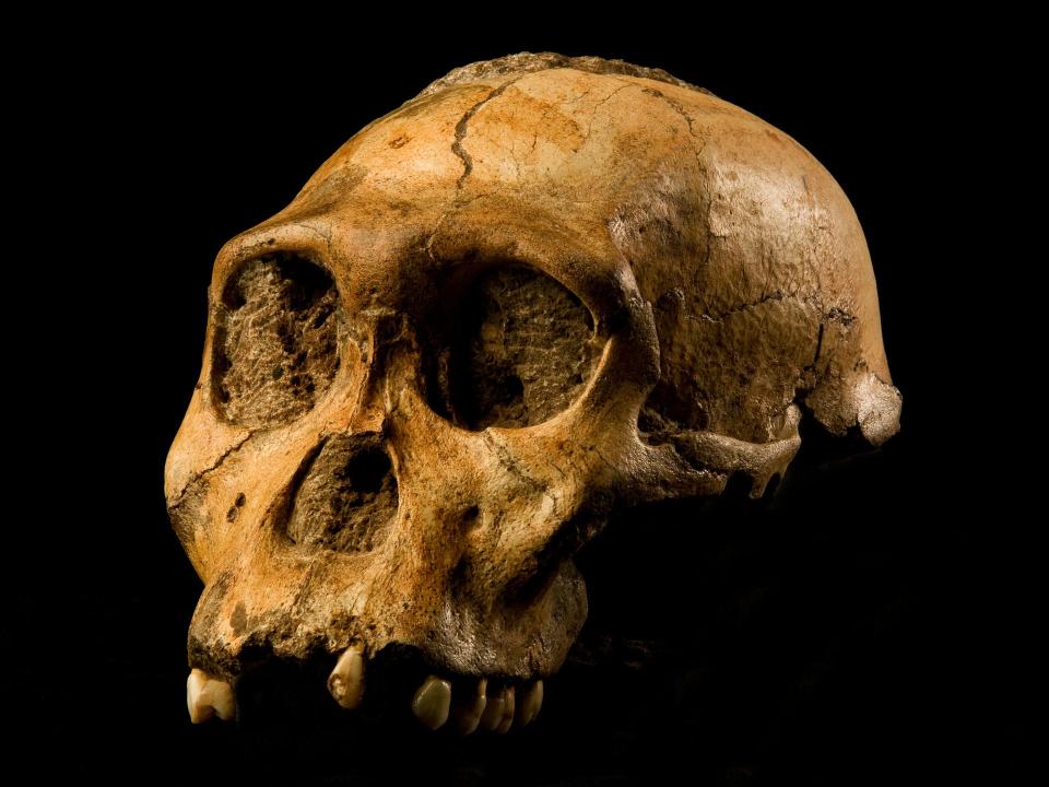 Australopithecus sediba