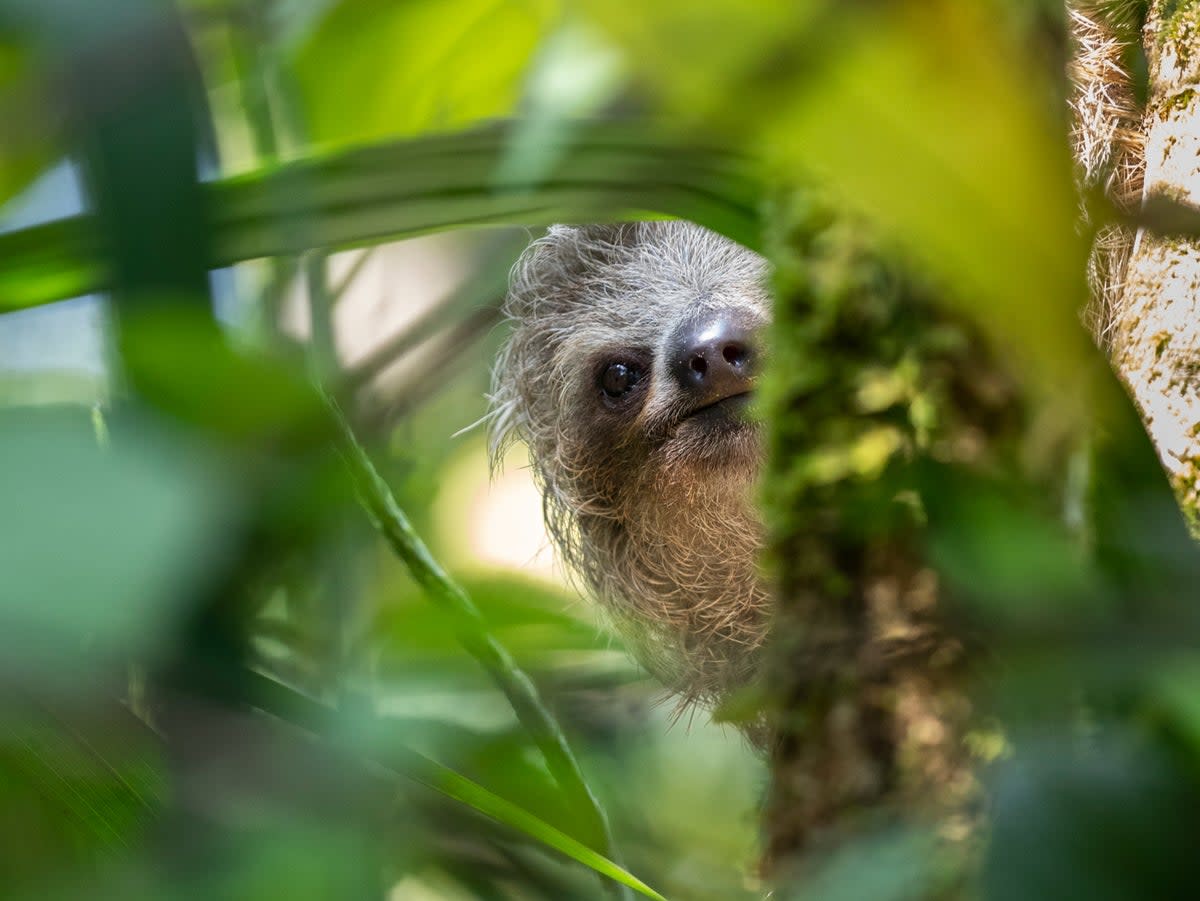 A three-toed sloth in the canopies of Costa Rica (Getty Images)