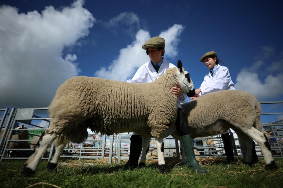 Pupils Megan Pitt and Corey Gibson, both 13, prepare their sheep for judging as they compete in the Young Handlers class at the Westmorland County Show (Reuters)