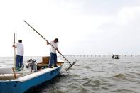 Michael Dasher, Sr., lifts tongs full of oysters from the bottom of Apalachicola Bay as he works with his son Michael Dasher, Jr., in a boat off Eastpoint, Florida