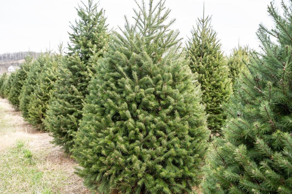 2) Douglas Fir